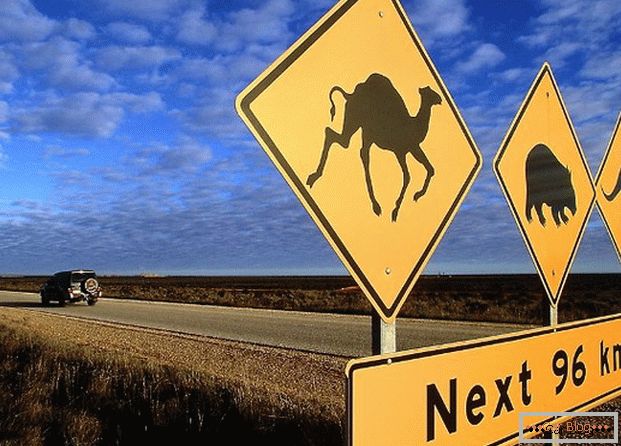 Semnul rutier australian avertizează că diverse animale pot rula pe drum.