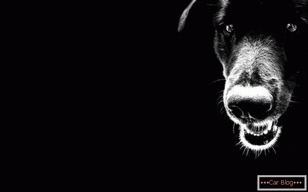 Câine neagră pe drum - un semn de rău