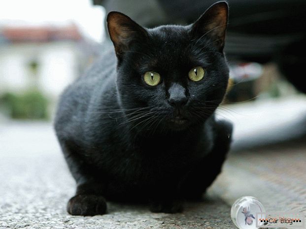Pisica neagra pe drum - la accident